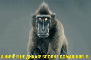 ЧИСЛОВАЯ МЕДИТАЦИЯ